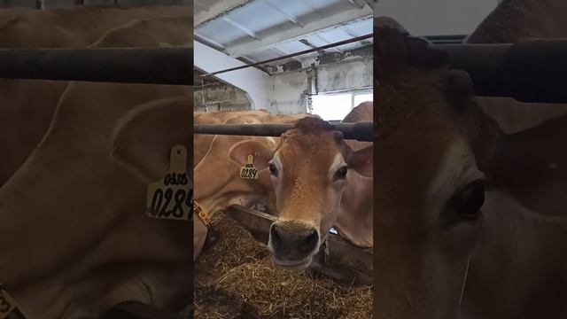 Как содержат коров Джерсейской породы? Выращивание Джерси. Молочные породы коров. Породы КРС.Сельхо смотреть онлайн