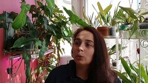 Филодендроны: уход.