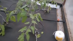 Отзыв покупателя о капельном поливе Жук