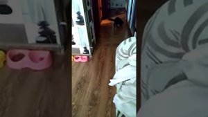 Как надо кормить котёнка Мейн-куна.  Сколько мисочек надо котёнку. どのように多くの茶碗はメイン州Coon必要ですか?