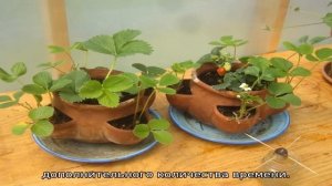 Выращивание клубники в домашних условиях круглый год