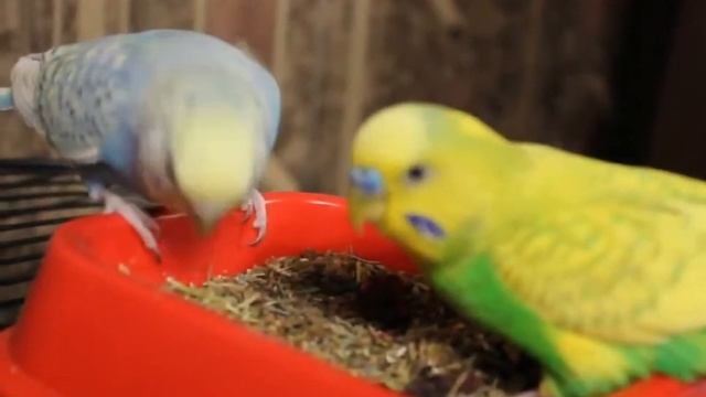 КАК ПРИУЧИТЬ ПОПУГАЯ К НОВЫМ ПРОДУКТАМ смотреть онлайн