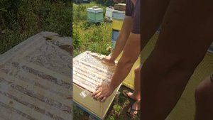 Посадка матки в семью трутовку, исправление трутовки