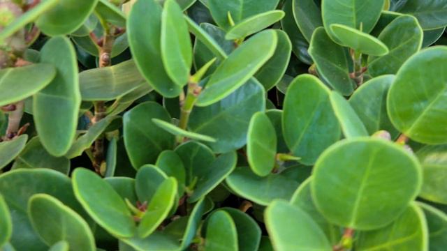 שיח פיקוס השדרות גרין איילנד Ficus microcarpa green island смотреть онлайн