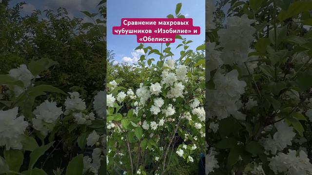 Сравнение махровых чубушников «Изобилие» и «Обелиск