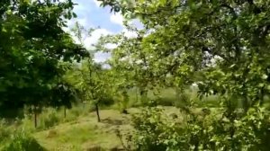 Продам участок 12 соток, Ленинградская область, Кировский район СНТ Славянка