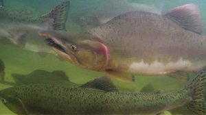 Горбуша (Oncorhynchus gorbuscha) - Pink salmon