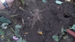 ГЕОРГИНЫ: КОГДА и КАК ПРАВИЛЬНО ВЫКОПАТЬ и  СОХРАНИТЬ до весны. Делюсь многолетним опытом