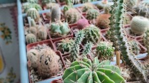 Коллекция кактусов и суккулентов.О поливе,подкормках  растений за летний период.Обзор от 10 августа