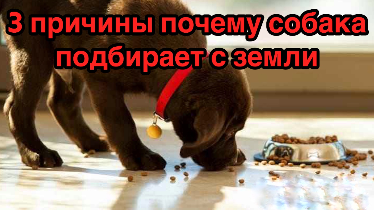 Причины почему собака подбирает с пола или земли.