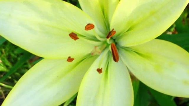 Коллекция лилий моя.wmv смотреть онлайн