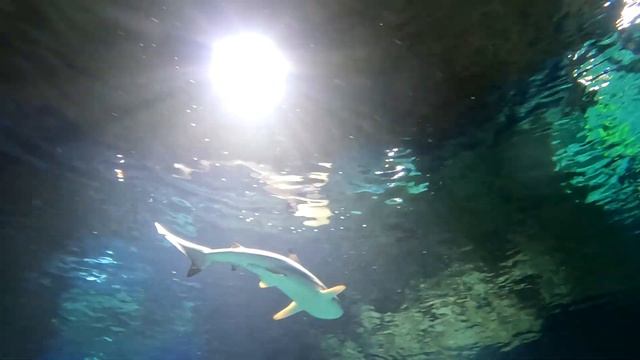 Дайвинг с акулами в Московском океанариуме на ВДНХ Москвариум Испытания под водой камеры Insta360 X смотреть онлайн