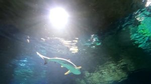 Дайвинг с акулами в Московском океанариуме на ВДНХ Москвариум Испытания под водой камеры Insta360 X