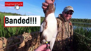 Окольцованный свиязь! Пошла миграция!!!!!! Охота на утку осень 2020!