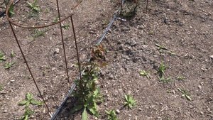бутоны на розах, питомник роз полины козловой rozarium.biz,  rosebuds on roses, to break off or not