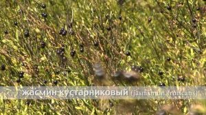 жасмин кустарниковый