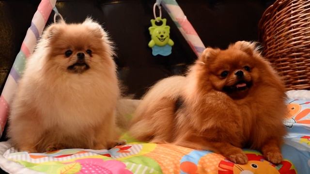 померанский шпиц, щенок шпица, мальчик (Кремовый) ?????DSC 0693 1 или девочка Puppy Pomeranian