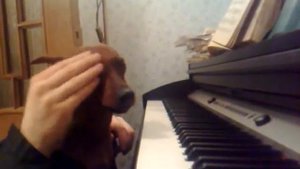 Собака играет на пианино