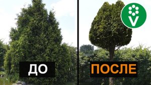 Как превратить огромную тую в эффектный штамб?