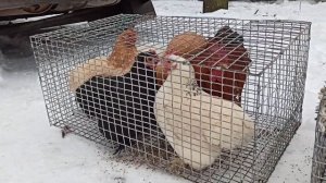 Ярмарка голубей, декоративных птиц и животных г.Мелитополь Запорожская область 29.01.2022 г. Часть2