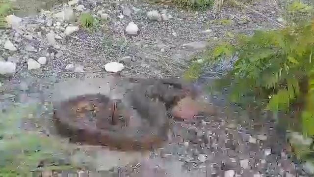 Python in Eco-restoration site in Jharia Coal Mines- Good example of Food chain establishment смотреть онлайн