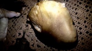 Рядовки Серые Штриховатые. Ложная рядовка Заостренная,  серая. Праздник - День Народного Единства