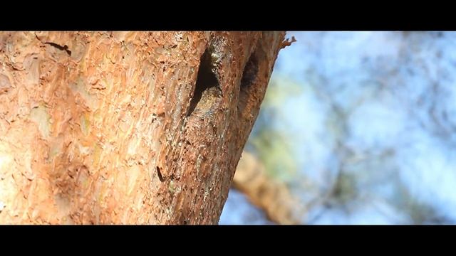 Птенец дятла в дупле. Дикие птицы Алтая. смотреть онлайн