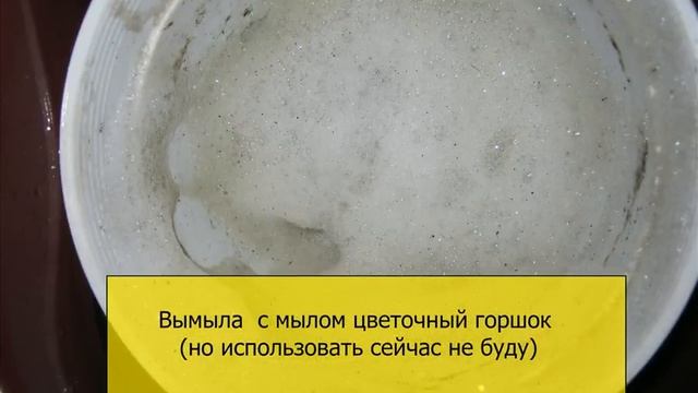 Липкие  листья у комнатных цветов - это щитовка (борьба со щитовкой на фикусе Бенджамина)