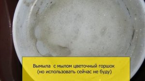 Липкие  листья у комнатных цветов - это щитовка (борьба со щитовкой на фикусе Бенджамина)