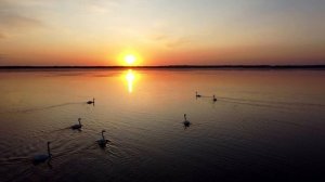 Релакс, снятие стресса. Лебеди, красивая музыка. Relax.