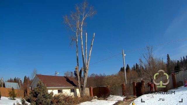 Весенняя обрезка тополя смотреть онлайн