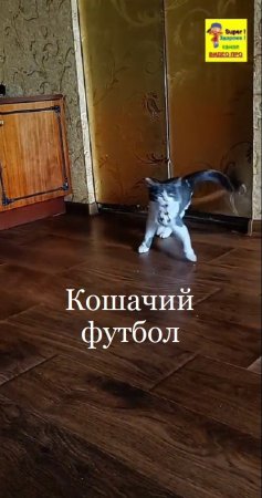 Кошачий футбол