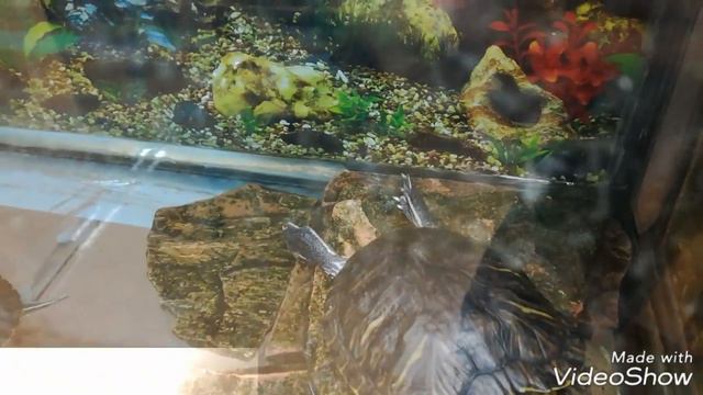 ЖИВОТНЫЕ В ШКОЛЕ❤❤❤/Мини зоопарк смотреть онлайн