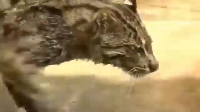 Пятнистый кот пришел рыбалить смотреть онлайн