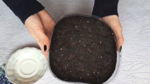 Посев лобелии. Очень удобный способ.