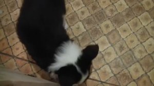 щенки бордер колли, 45 дней_3