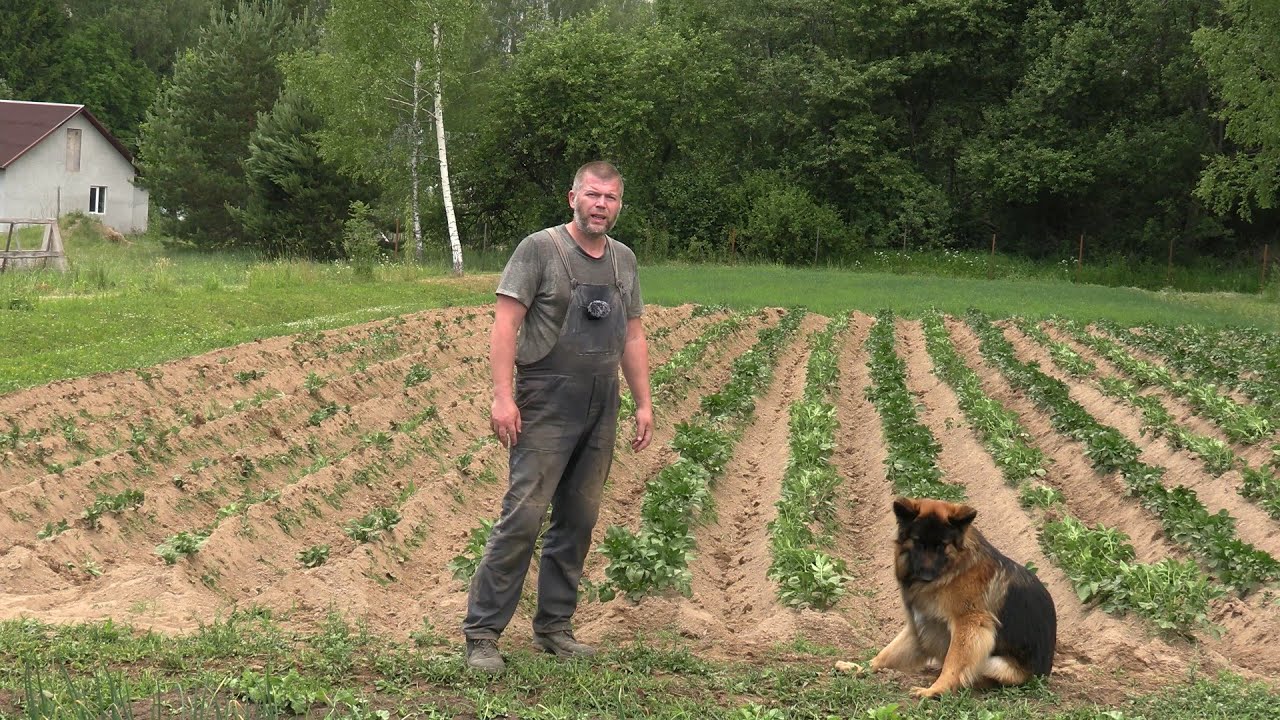 Засуха. Финальное окучивание картофеля. Ведущее сцепление, стоит ли отпускать. МТЗ Weima 13л/с смотреть онлайн