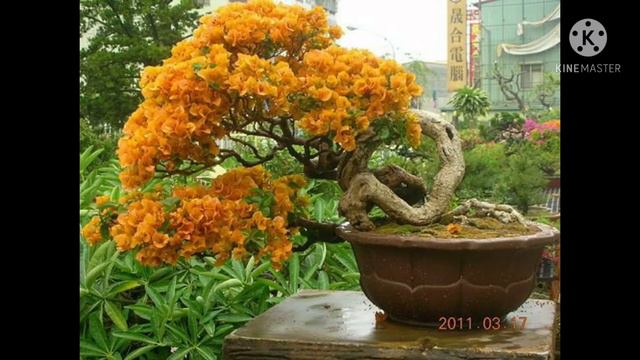 IDEAS FOR BOUGAINVILLEAS IN POTS. (CTTO) смотреть онлайн