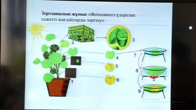 Зертханалық жұмыс "Фотосинтез үдерісіне қажетті жағдайларды зерттеу". 7-сынып