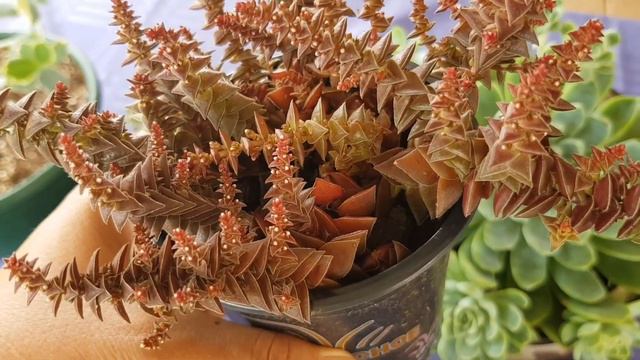 13 Suculentas con Nombres, Hawortias, Echeverias,Crasulas y Kalanchoes,Mi Coleccion, parte 3. смотреть онлайн