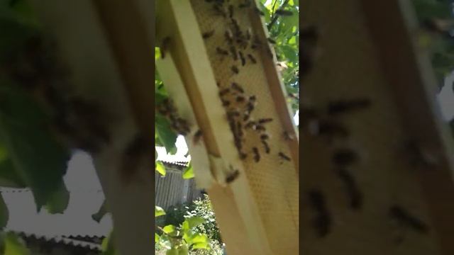 '' Супер '' рой бакфаст смотреть онлайн