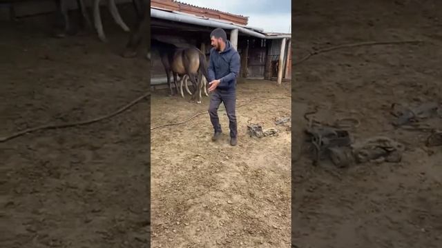 бие байлау, құлын ұстау #жылқы #ат #бие #лошади #жеребенок смотреть онлайн