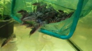 #Аквариум#Сомики#Таракатумы#Переезд#Новый аквариум#Пересадка