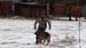 03.01.2020 г. Слалом игровые соревнования "Моя собака"