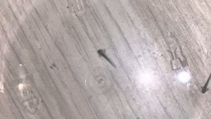 Уход за икрой аксолотлей