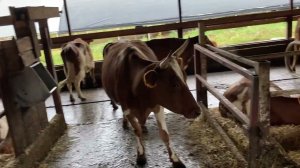 Давайте не думать как корова