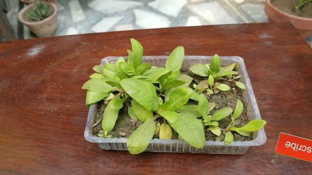 Blue #Vervain Seedlings and Plants at Asim Seeds Shop | Verbena Hastata Seeds смотреть онлайн