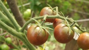 Один из самых удачных сортов томата черри этого сезона! Томат Блэк Черри