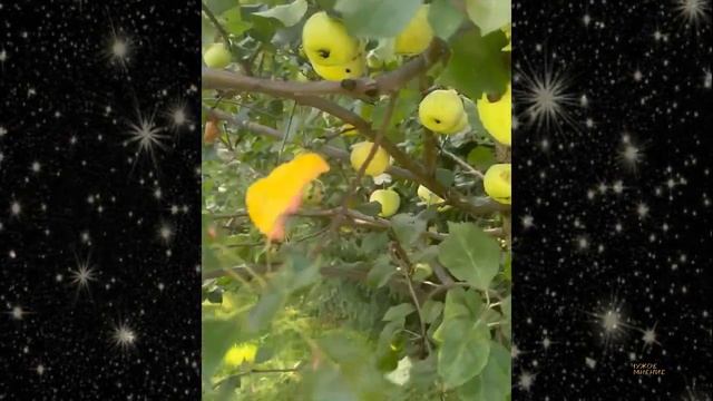 Жена Евгения Плющенко Яна Рудковская на этот раз похвасталась рекордным урожаем яблок смотреть онлайн