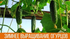 Выращивание ОГУРЦОВ ЗИМОЙ Как вырастить свежие огурчики к 8 МАРТА на подоконнике ДАЧНЫЕ СОВЕТЫ